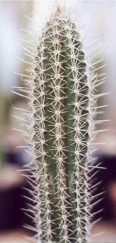 Eulychnia_procumbens